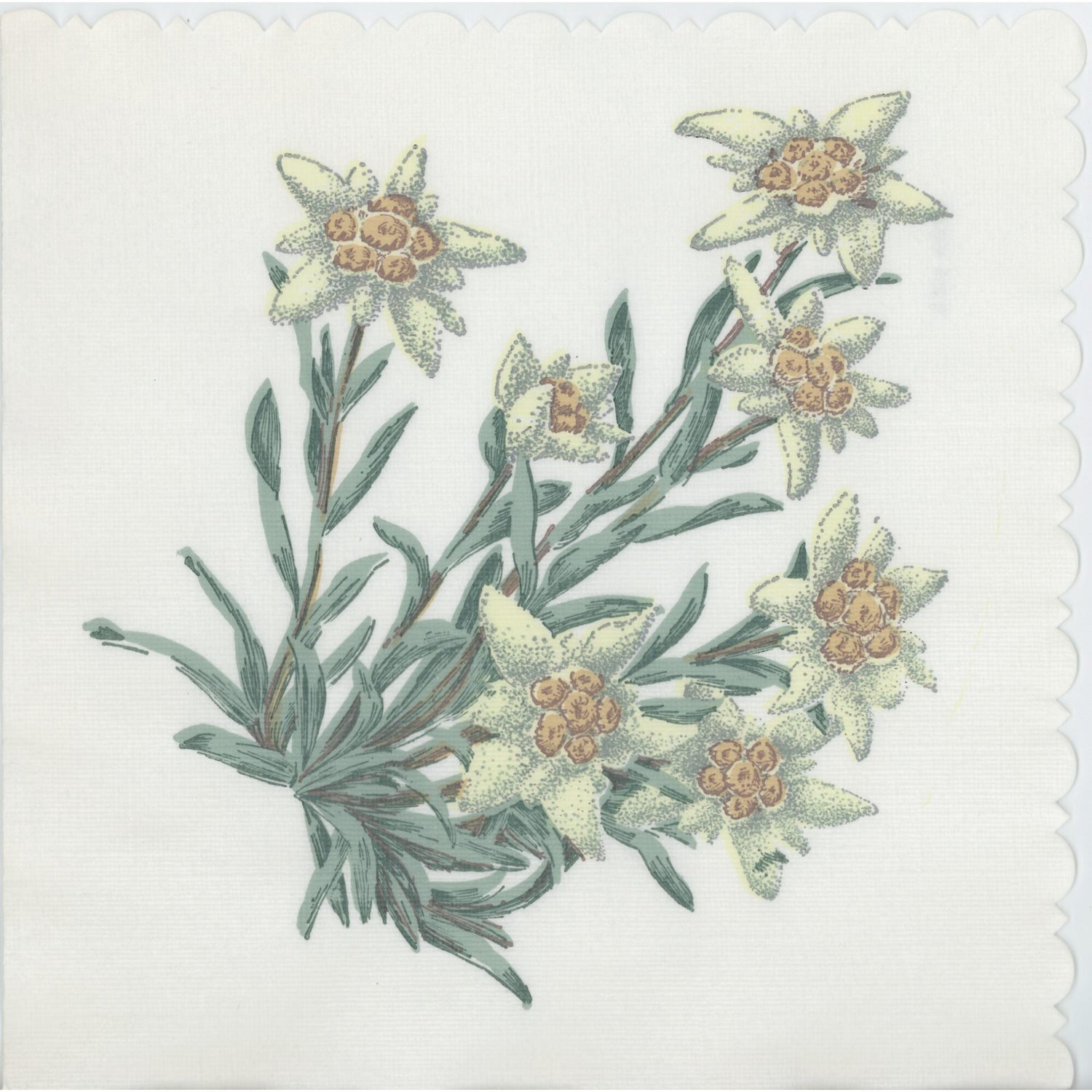 WIDA Papiere Napkin/Serviette - Vintage Alpine Flower (Edelweiss)