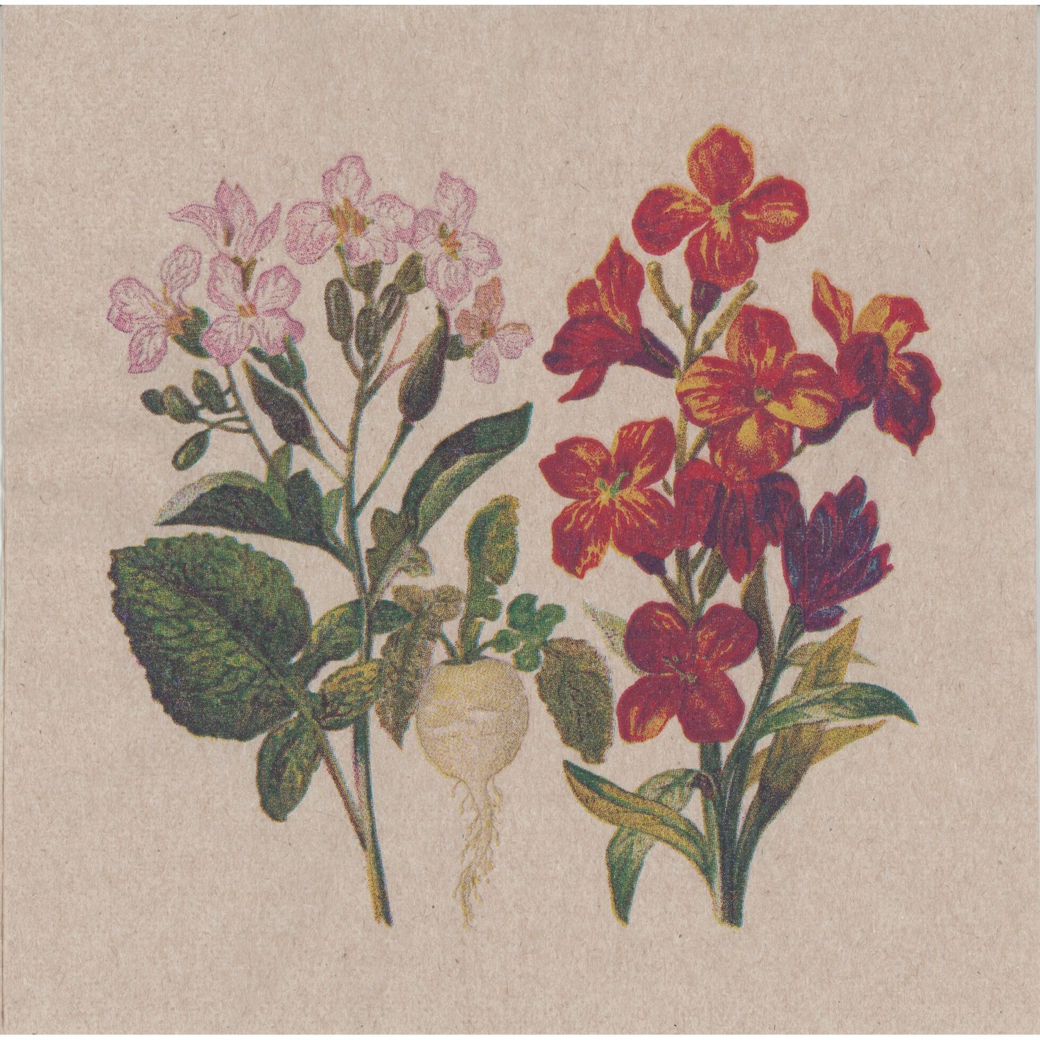 Unbranded Napkin/Serviette - Vintage Botanicals 2