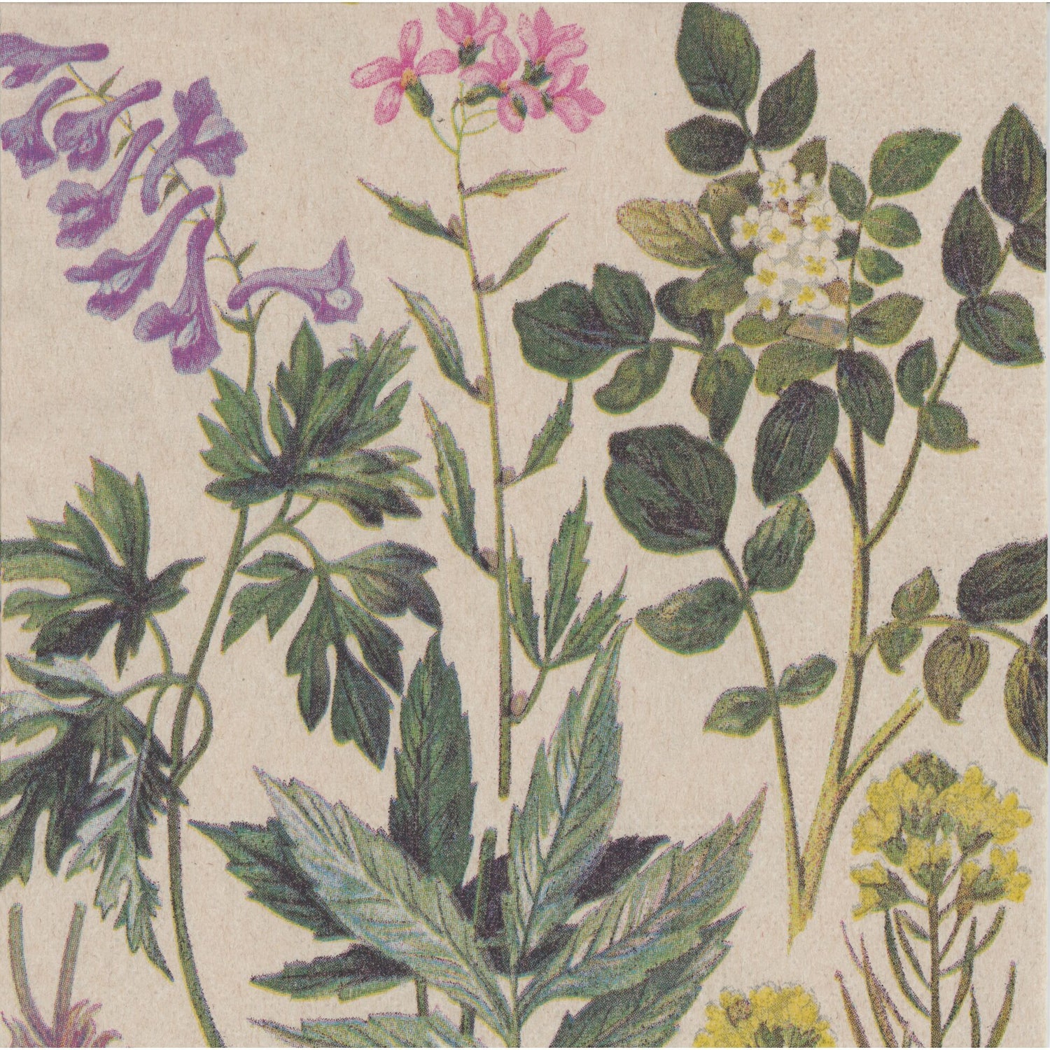 Unbranded Napkin/Serviette - Vintage Botanicals 1